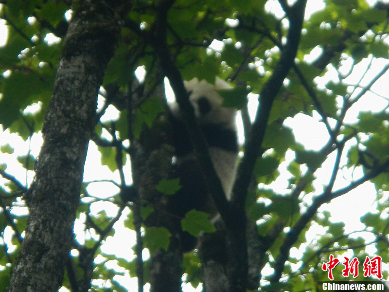 Se descubre cachorro de panda gigante salvaje en Zona de Protección de Naturaleza de Wolong