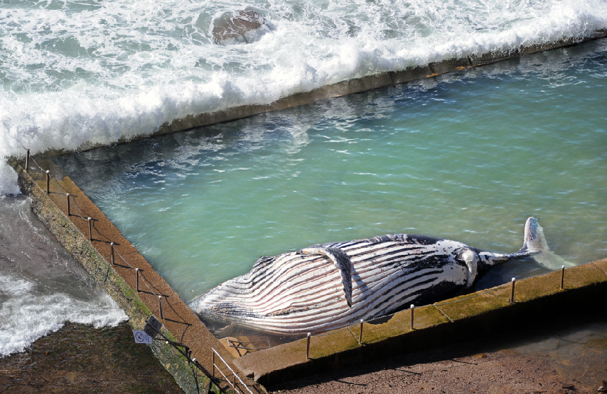 Descubre Una Ballena Muerta De 12 Metros En La Playa Australiana Spanish China Org Cn 中国最权威的西班牙语新闻网站