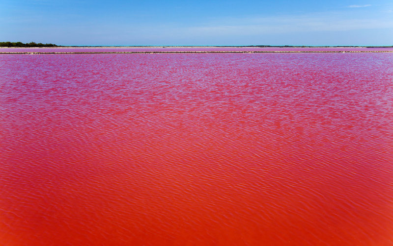 ¡Horrible! Lago de ‘sangre’ en Camargue, Francia