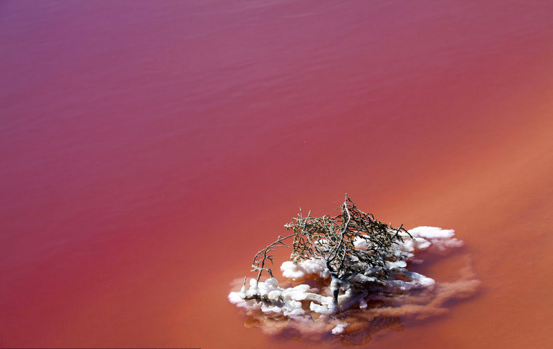 ¡Horrible! Lago de ‘sangre’ en Camargue, Francia