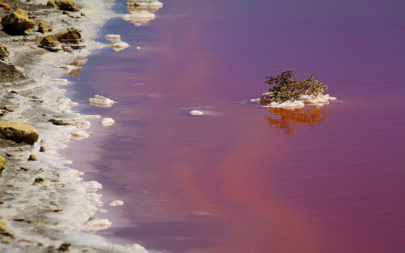 ¡Horrible! Lago de ‘sangre’ en Camargue, Francia