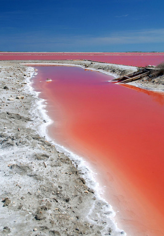 ¡Horrible! Lago de ‘sangre’ en Camargue, Francia