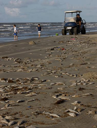 Aparecen miles de peces muertos en la playa de Galveston, Texas