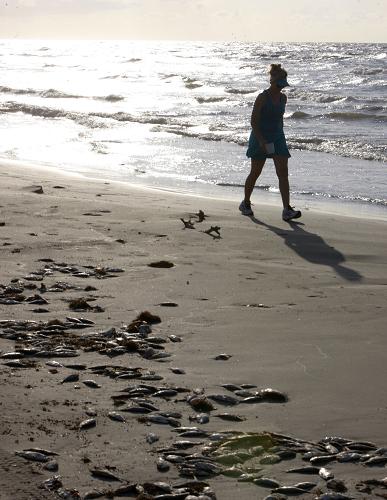 Aparecen miles de peces muertos en la playa de Galveston, Texas