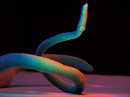 Esquistosoma