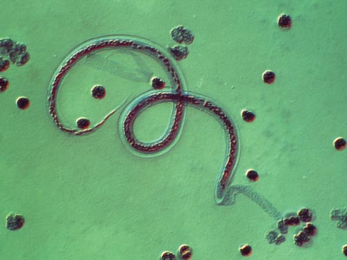 El nematodo