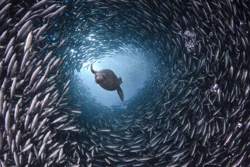 La magia de las vidas marinas en Hawaii 1