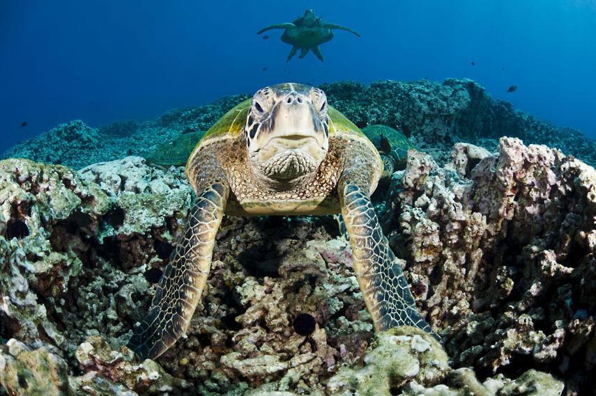 La magia de las vidas marinas en Hawaii 7