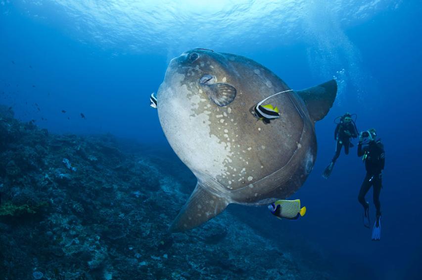 La magia de las vidas marinas en Hawaii 8