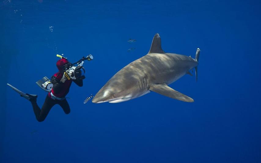 La magia de las vidas marinas en Hawaii 12