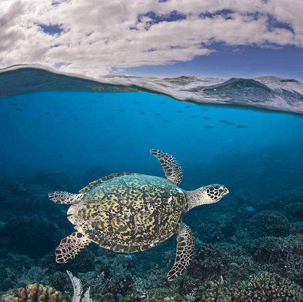 La magia de las vidas marinas en Hawaii 14