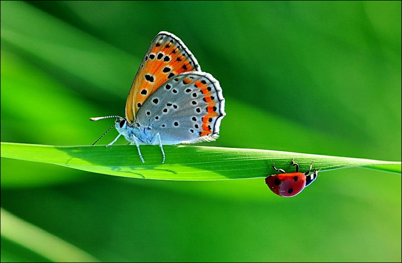 Fotos asombrosas de mariposa 2