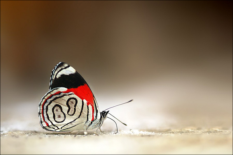 Fotos asombrosas de mariposa 3