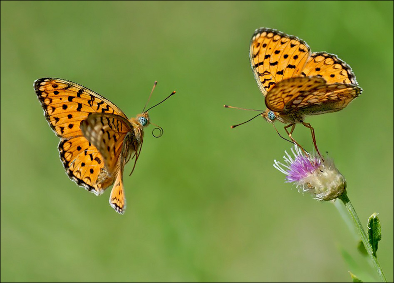 Fotos asombrosas de mariposa 4