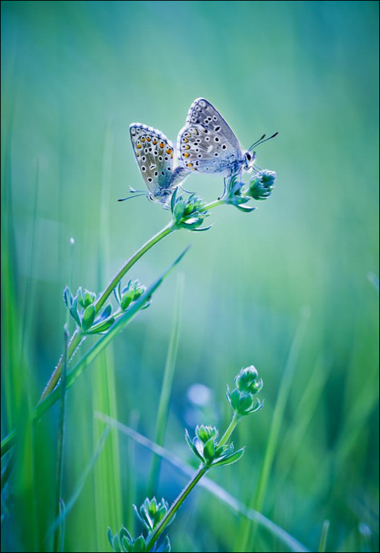 Fotos asombrosas de mariposa 5