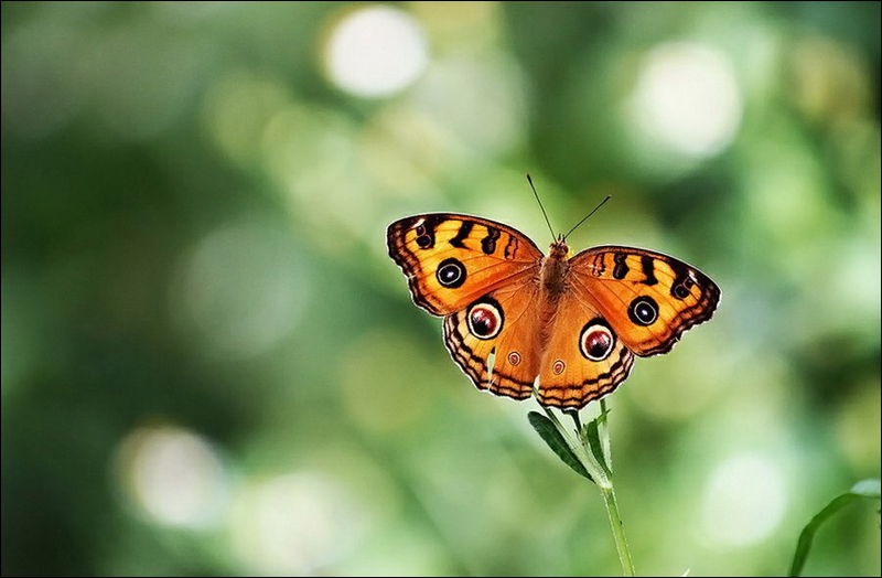 Fotos asombrosas de mariposa 6