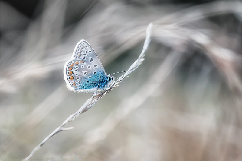Fotos asombrosas de mariposa 7