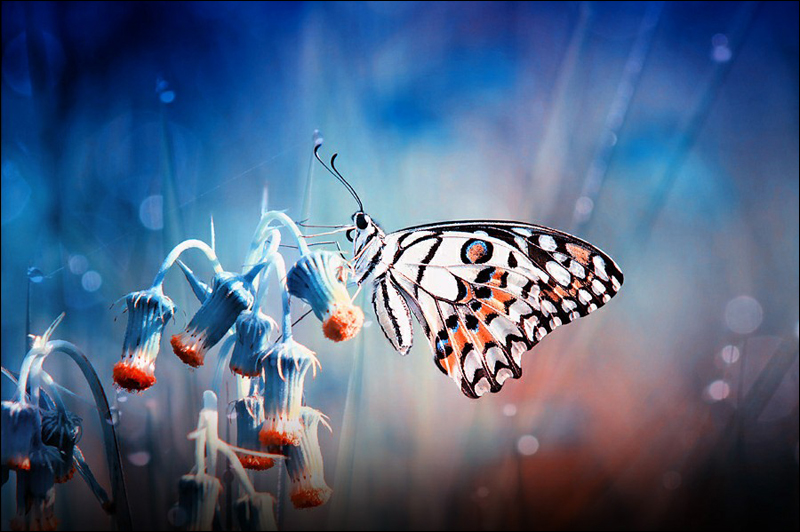 Fotos asombrosas de mariposa 8