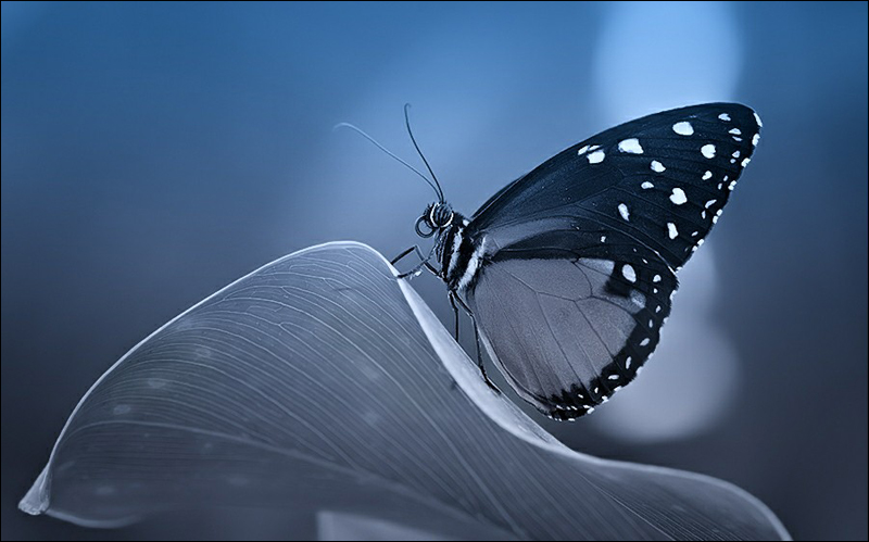 Fotos asombrosas de mariposa 9