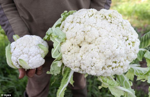 Verduras gigantes que nunca se ven 7