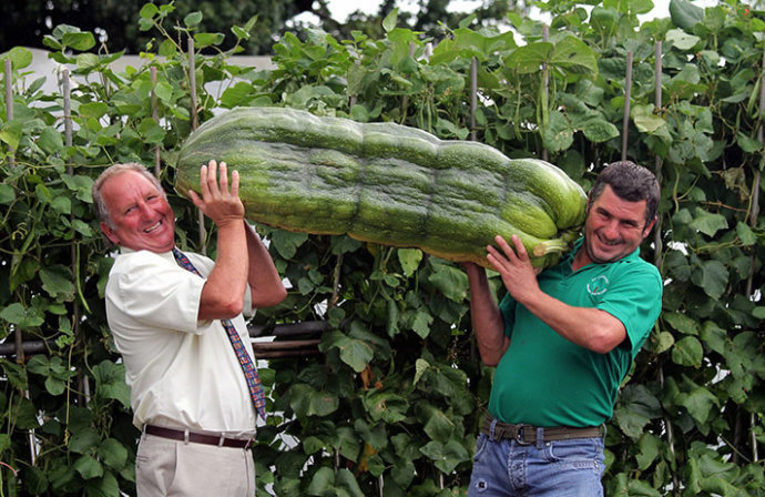 Verduras gigantes que nunca se ven 15