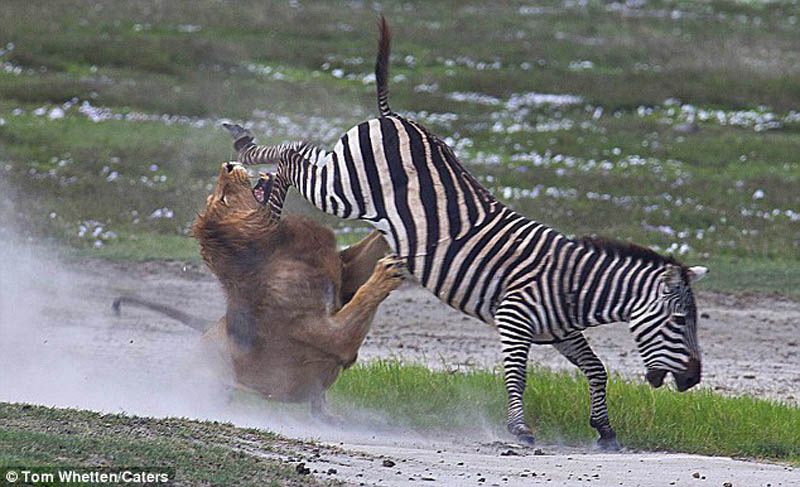 ¡Impactantes peleas de animales! 6