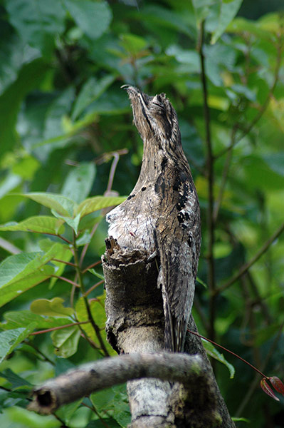 las criaturas muy extraas en la selva de ecuador