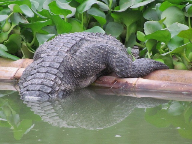 Miles de cocodrilos surgen en Nanjing 1