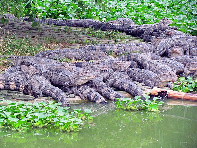 Miles de cocodrilos surgen en Nanjing 3