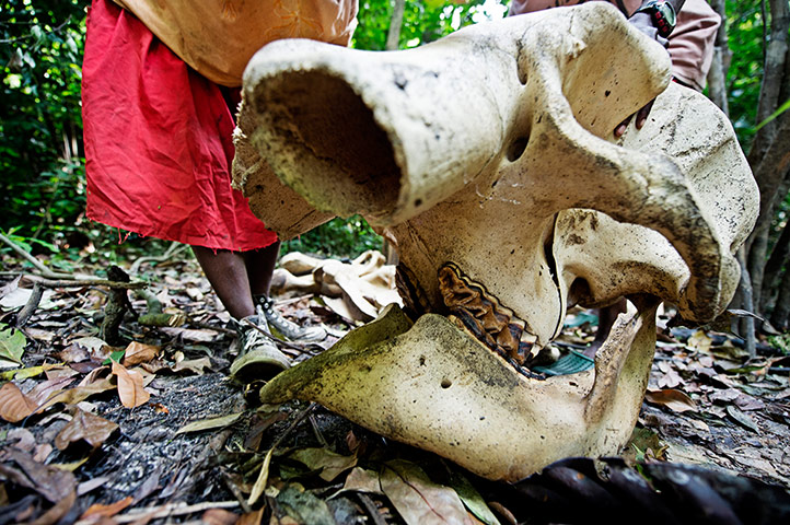 Documental: la caza ilegal de los animales salvajes en Gabón