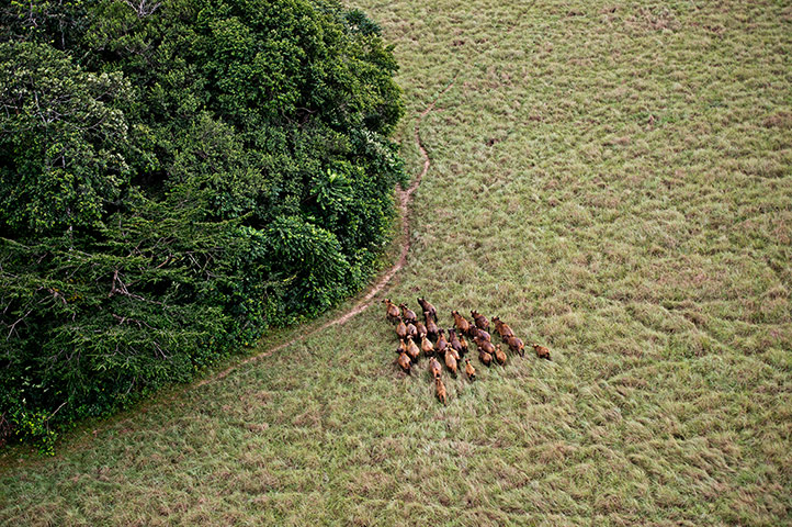 Documental: la caza ilegal de los animales salvajes en Gabón