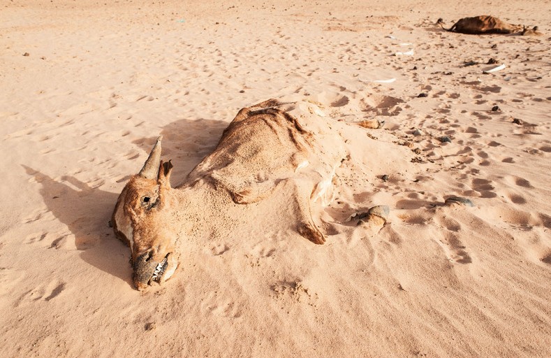 Vida dura de la gente de Mauritania bajo la sequía grave