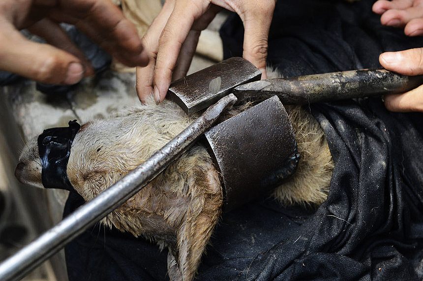 perro maltratado ,China,crueldad hacia animal , comer carne de perro