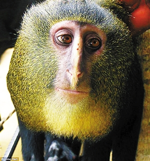 científicos descubren el lesula, una nueva especie