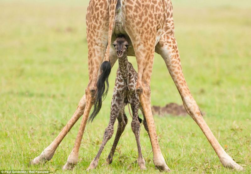 Fotos fascinantes de los animales salvajes por Paul Goldstein