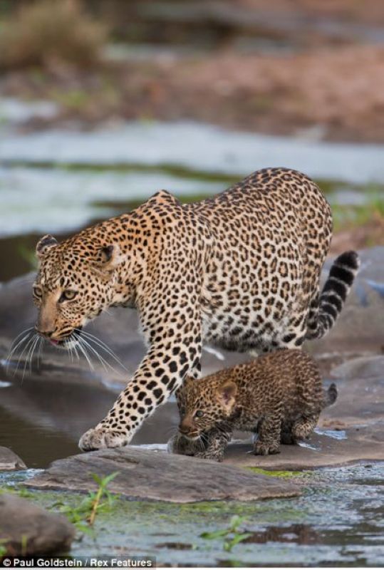 Fotos fascinantes de los animales salvajes por Paul Goldstein