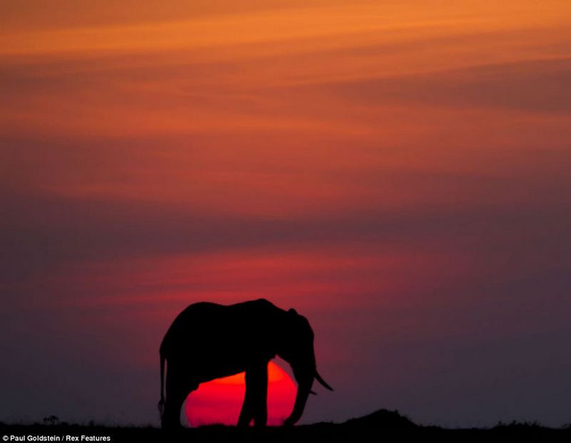 Fotos fascinantes de los animales salvajes por Paul Goldstein