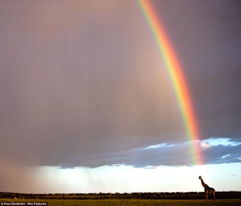 Fotos fascinantes de los animales salvajes por Paul Goldstein