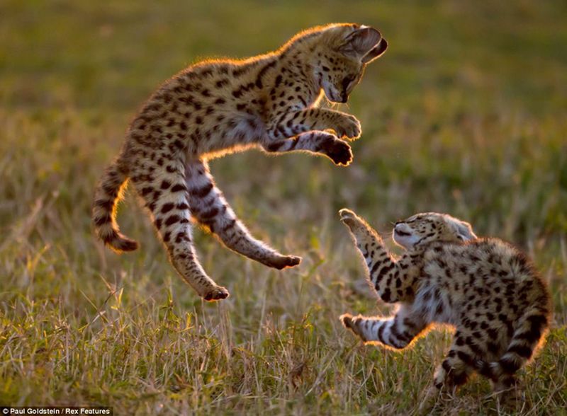 Fotos fascinantes de los animales salvajes por Paul Goldstein