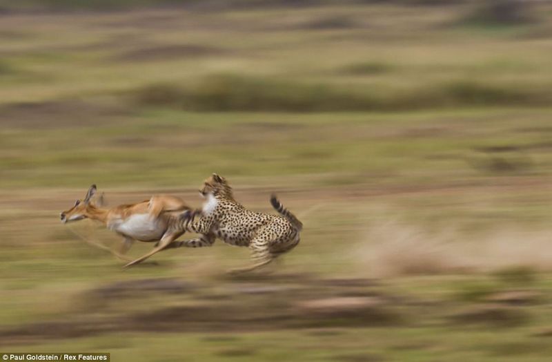 Fotos fascinantes de los animales salvajes por Paul Goldstein