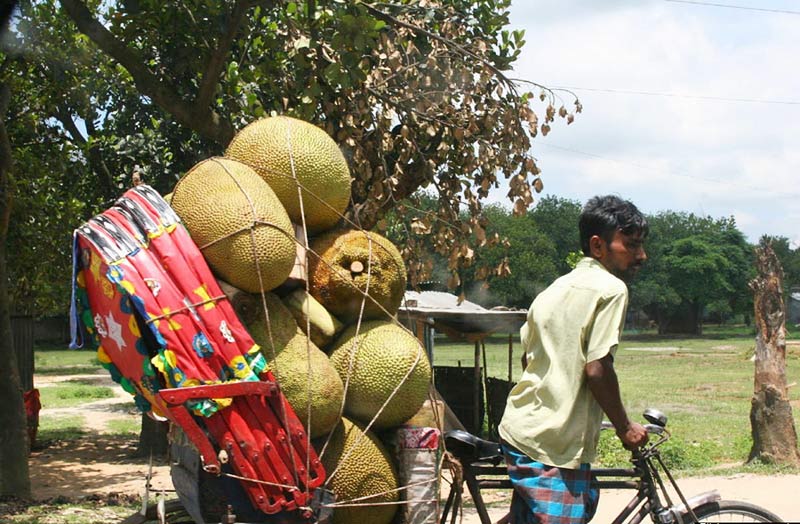 Jackfruit