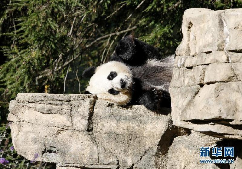 Zoo de EEUU atribuye la muerte de bebé panda a enfermedad de hígado