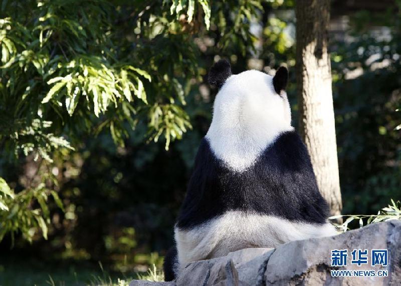 Zoo de EEUU atribuye la muerte de bebé panda a enfermedad de hígado