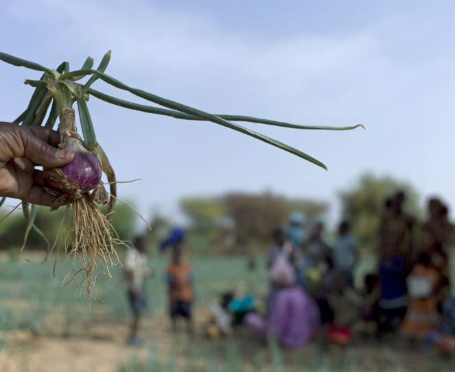 FAO: mayores esfuerzos reducirían a la mitad la población hambrienta