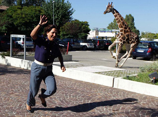 ¡Qué aburrido el zoo – El “Prison Break” de los animales