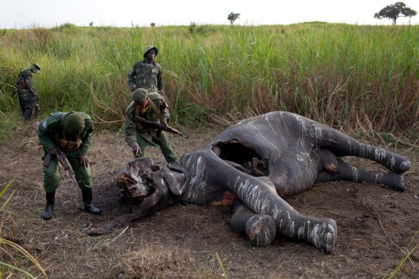 Resultado de imagen para cacería de elefantes en áfrica