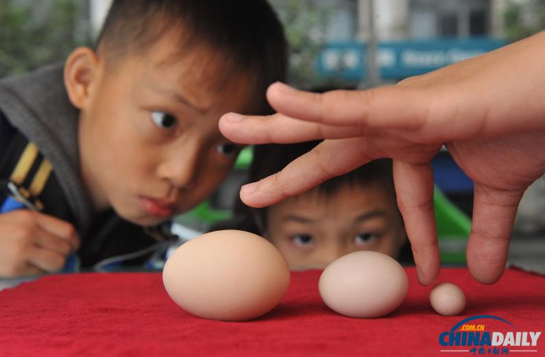 Descubierto huevo “más pequeño” del mundo en Chongqing? 1