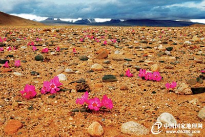 El parque nacional más alto del mundo abrió sus puertas en el Tíbet 12