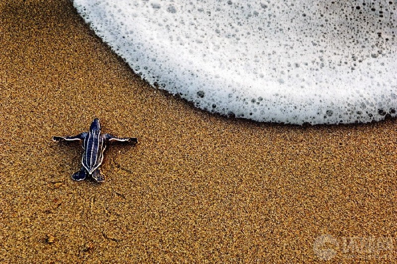 Brian Skerry: Trinidad