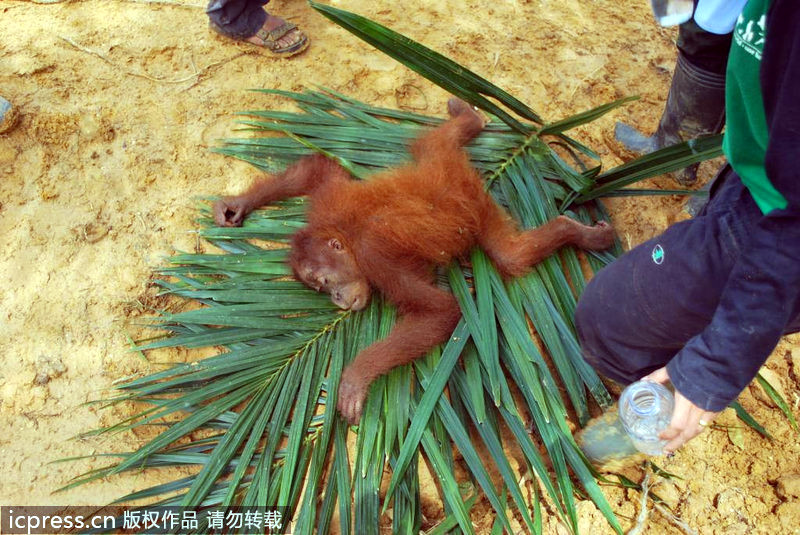Los gorilas de Sumatra sin hogar por el comercio del aceite de palma 无家可归的苏门答腊大猩猩